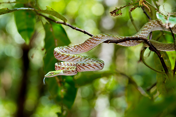 Image showing Asian Vine Snake, north Sulawesi, Indonesia wildlife
