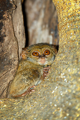 Image showing Tarsius spectrum,Tangkoko National Park, Sulawesi