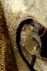 Image showing Tarsius spectrum,Tangkoko National Park, Sulawesi