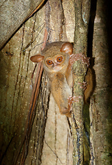 Image showing Tarsius spectrum,Tangkoko National Park, Sulawesi