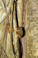 Image showing Tarsius spectrum,Tangkoko National Park, Sulawesi