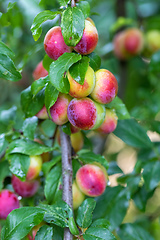 Image showing red plum mirabelle, Prunus domestica
