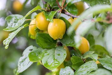 Image showing yellow plum mirabelle, Prunus domestica