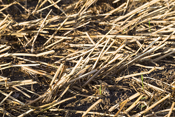 Image showing stubble canola