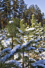 Image showing planting new pine trees