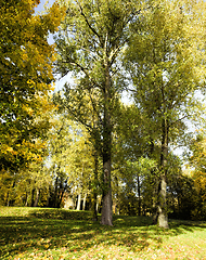 Image showing autumn landscape with maple