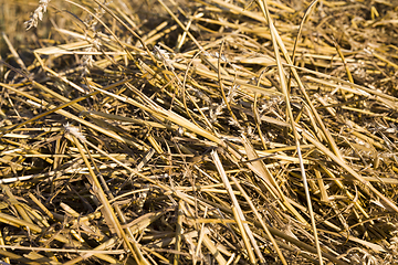 Image showing agricultural fields with wheat or rye