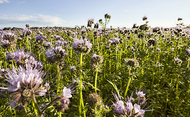 Image showing purple flowers