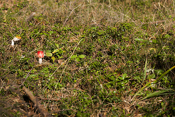 Image showing poisonous mushrooms