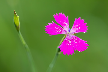 Image showing ianthus Deltoides pink flower close up