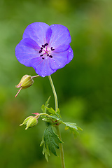 Image showing Delicate blue flowers of the meadow geranium pratense