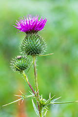 Image showing Spear Thistle, Cirsium Vulgare flower