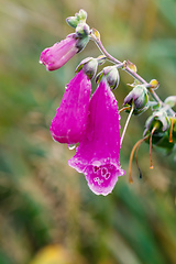 Image showing pink flower Foxglove - Digitalis Purpurea