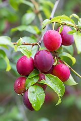 Image showing red plum mirabelle, Prunus domestica