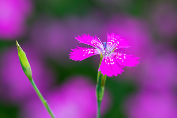 Image showing ianthus Deltoides pink flower close up