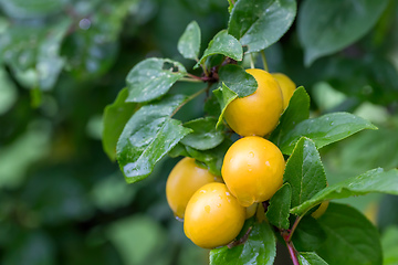 Image showing yellow plum mirabelle, Prunus domestica