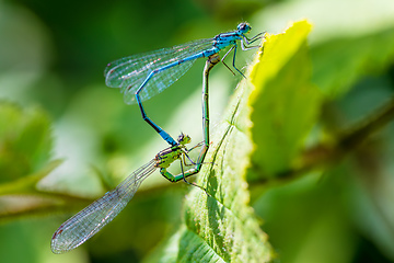 Image showing matting dragonfly, Coenagrion hastulatum