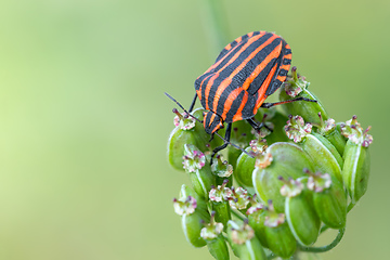 Image showing bug graphosoma lineatum - striped beetles