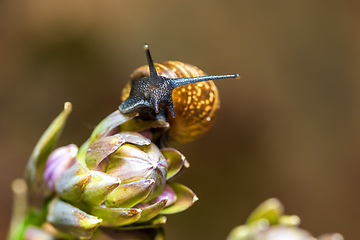 Image showing macro of small Garden snail