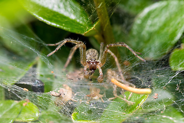 Image showing Nursery Web Spider, Pisaura Mirabilis