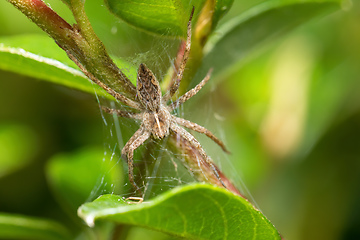 Image showing Nursery Web Spider, Pisaura Mirabilis