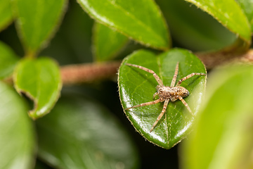 Image showing Nursery Web Spider, Pisaura Mirabilis