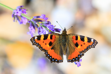 Image showing Small tortoiseshell butterfly on lavender