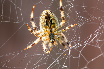 Image showing Garden cross spider sitting on web