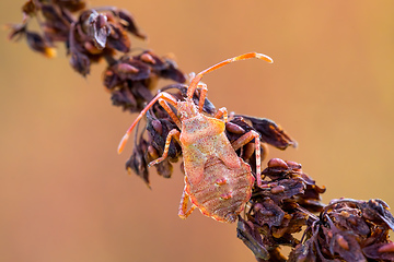 Image showing detail of bug in forest, Hemiptera Heteroptera