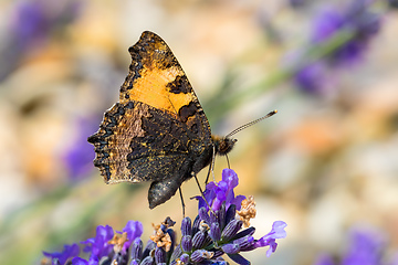 Image showing Small tortoiseshell butterfly on lavender