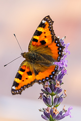 Image showing Small tortoiseshell butterfly on lavender