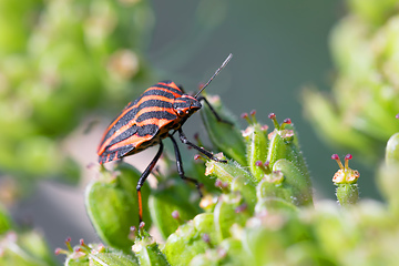 Image showing bug graphosoma lineatum - striped beetles