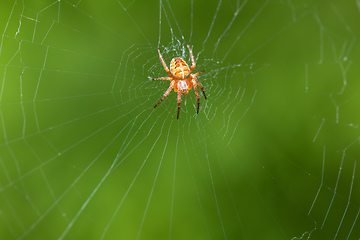 Image showing Garden cross spider sitting on web