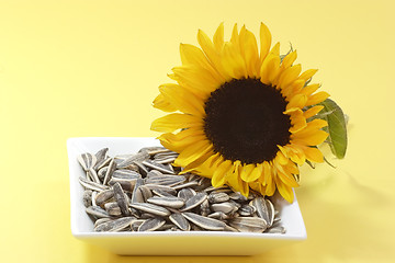 Image showing Sunflower seeds_2