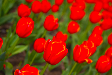 Image showing colorful tulips field