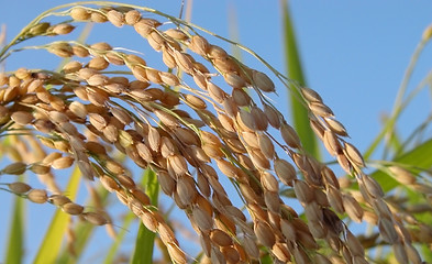 Image showing Rice field detail