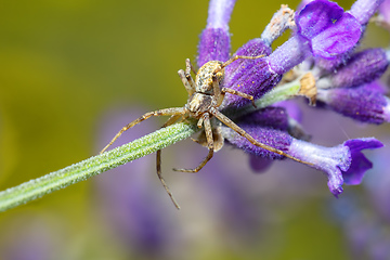 Image showing brown spider waiting for its prey