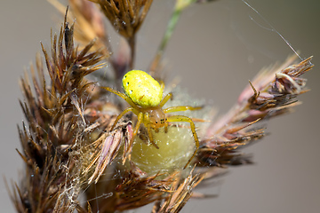 Image showing Cucumber green spider on grass in forest