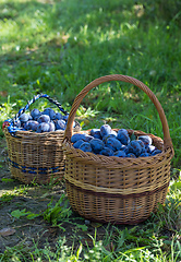 Image showing Freshly torn plums in the basket