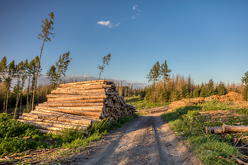 Image showing Piled logs of harvested wood in forest