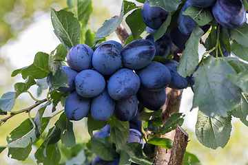 Image showing Tree Branch Full of Plums