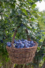 Image showing Freshly torn plums in the basket