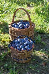 Image showing Freshly torn plums in the basket