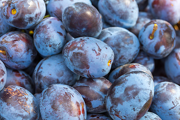 Image showing Tree Branch Full of Plums