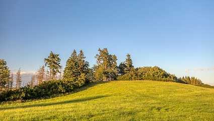 Image showing Landscape with tree after bark beetle attack