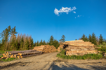 Image showing Piled logs of harvested wood in forest