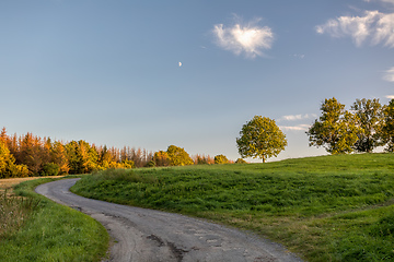 Image showing Landscape with tree after bark beetle attack