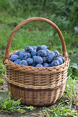 Image showing Freshly torn plums in the basket