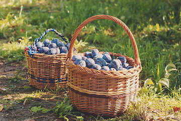 Image showing Freshly torn plums in the basket