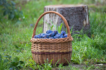 Image showing Freshly torn plums in the basket